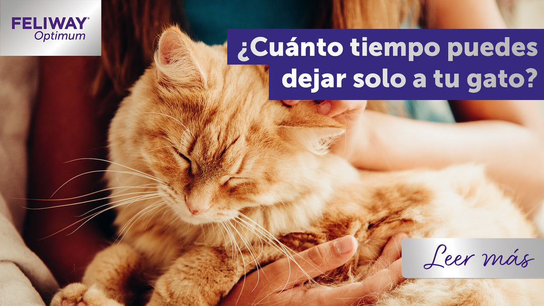 ¿Cuánto tiempo puedes dejar solo a tu gato?