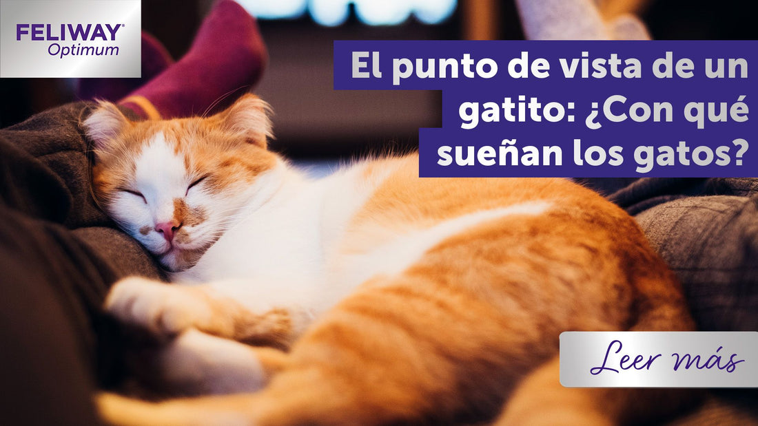 El punto de vista de un gatito: ¿con qué sueñan los gatos?
