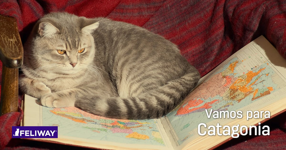 Consejos para calmar a tu gato durante un viaje