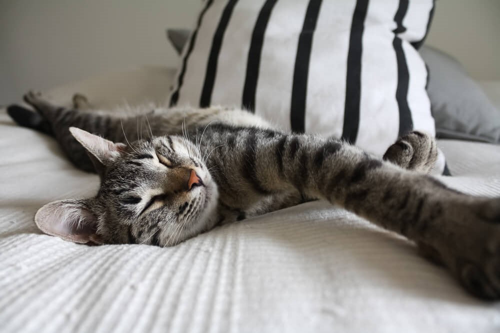 ¡Mi día perfecto! - Desde el punto de vista de un gato