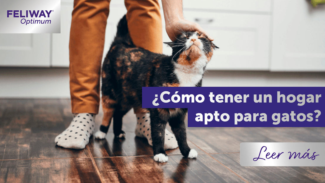 Cómo hacer que tu hogar sea apto para gatos: ¡6 ideas!