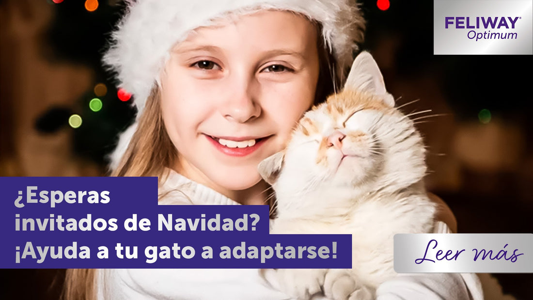 ¿Esperas invitados en navidad? Cómo ayudar a tu gatito a sobrellevarlo