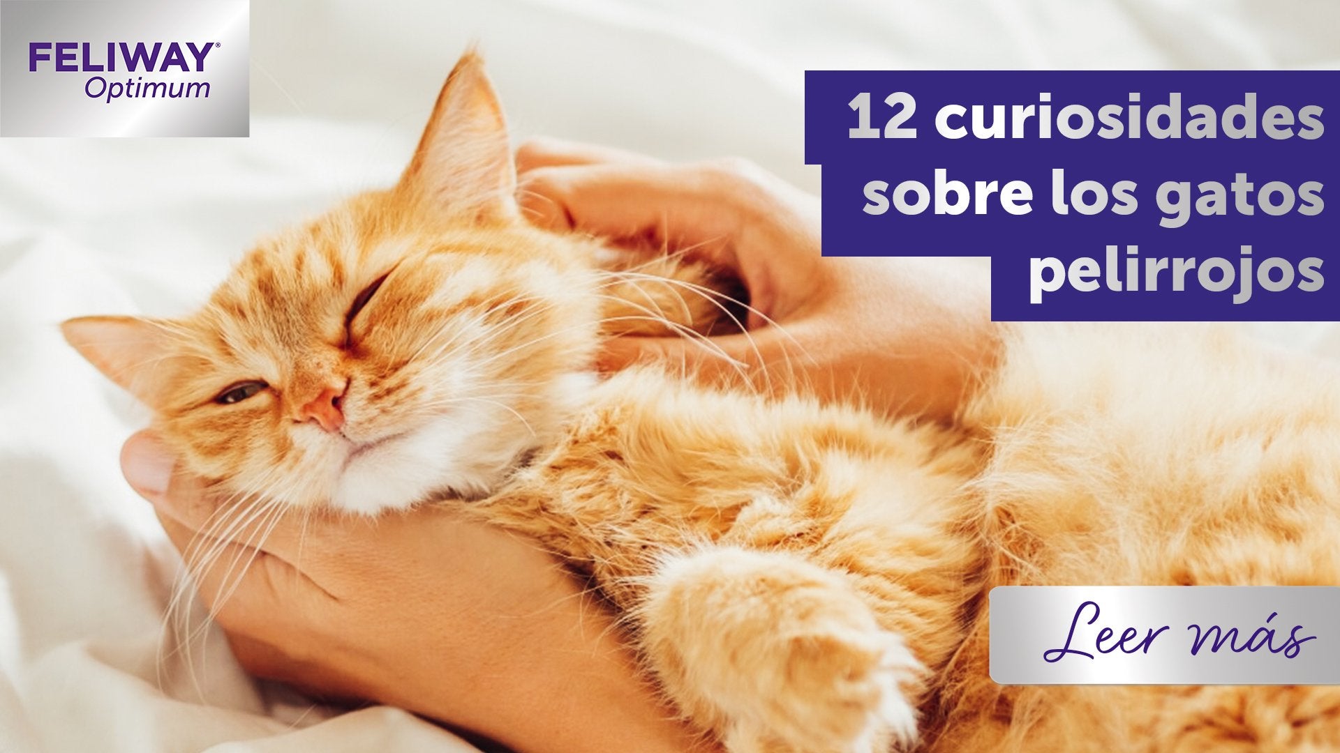 12 razones por las que los gatos pelirrojos son tan especiales