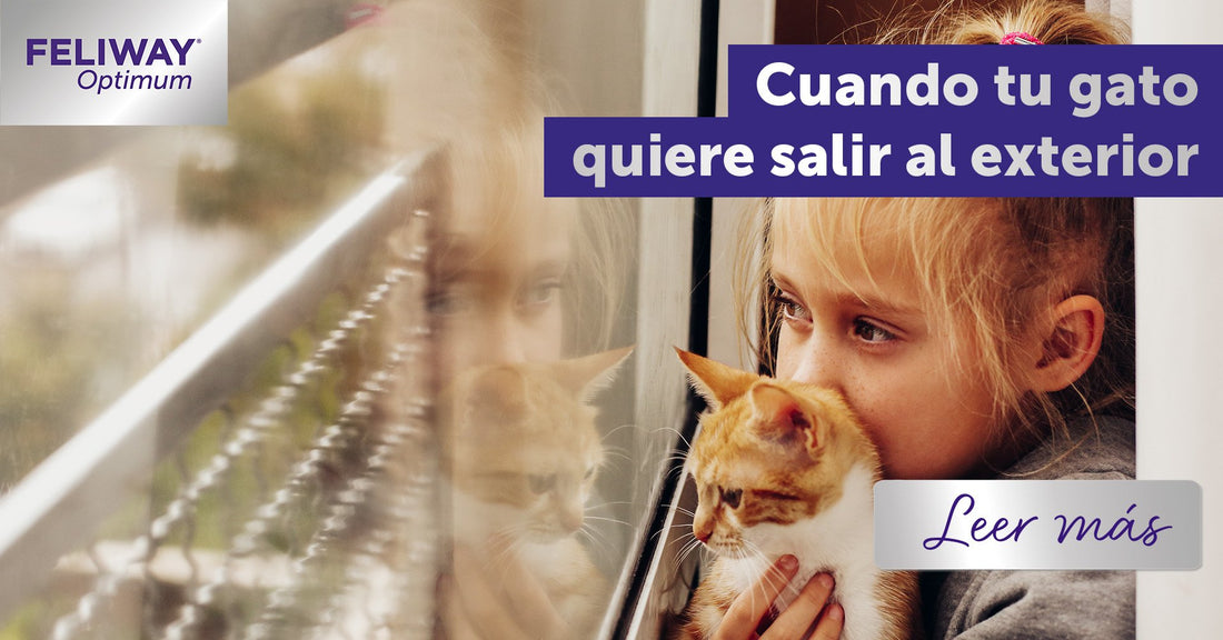 Cuando tu gato vive dentro de casa y quiere salir al exterior