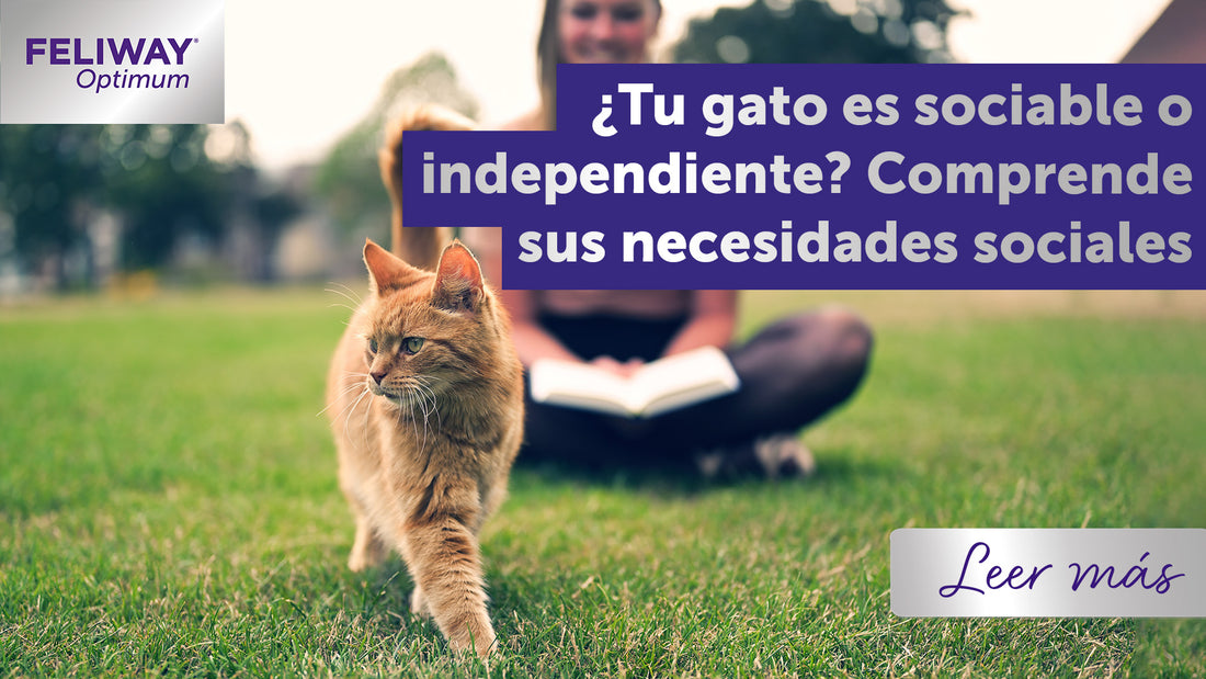 ¿Tu gato es sociable o independiente? Comprende sus necesidades sociales