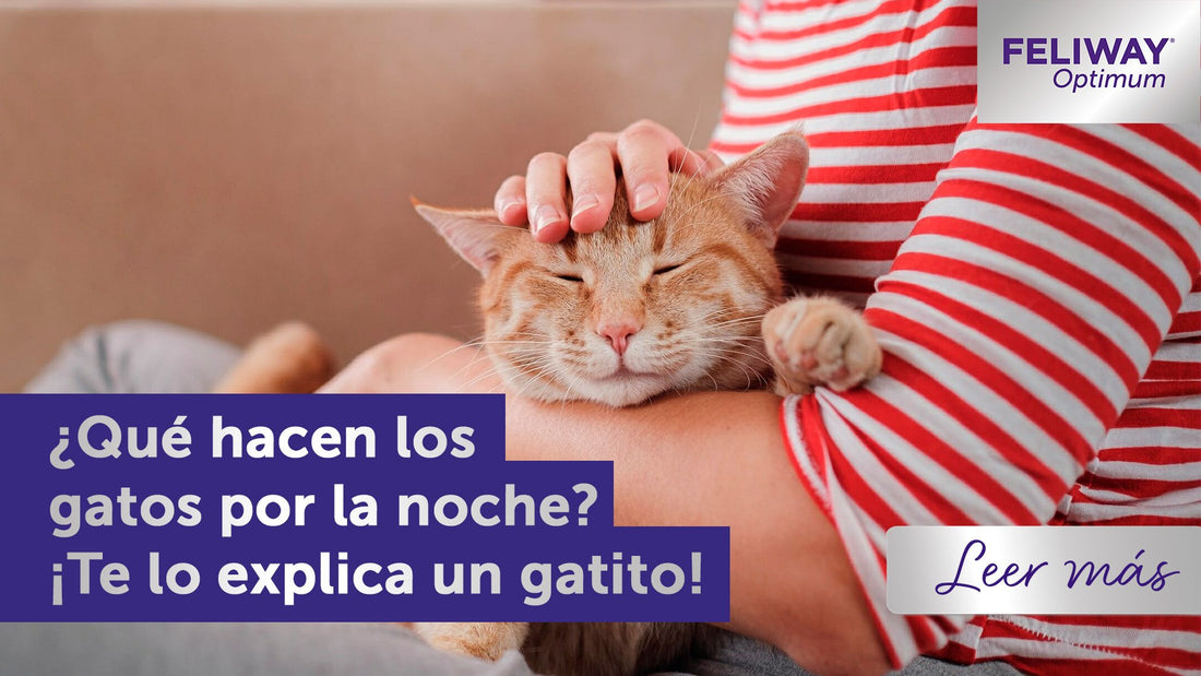 ¿Qué hacen los gatos por la noche? Desde el punto de vista de un gato