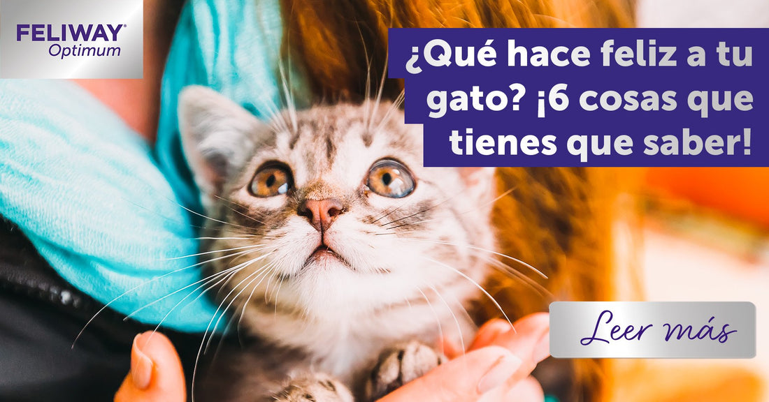¿Qué le hace feliz a tu gato? 6 cosas que debes saber