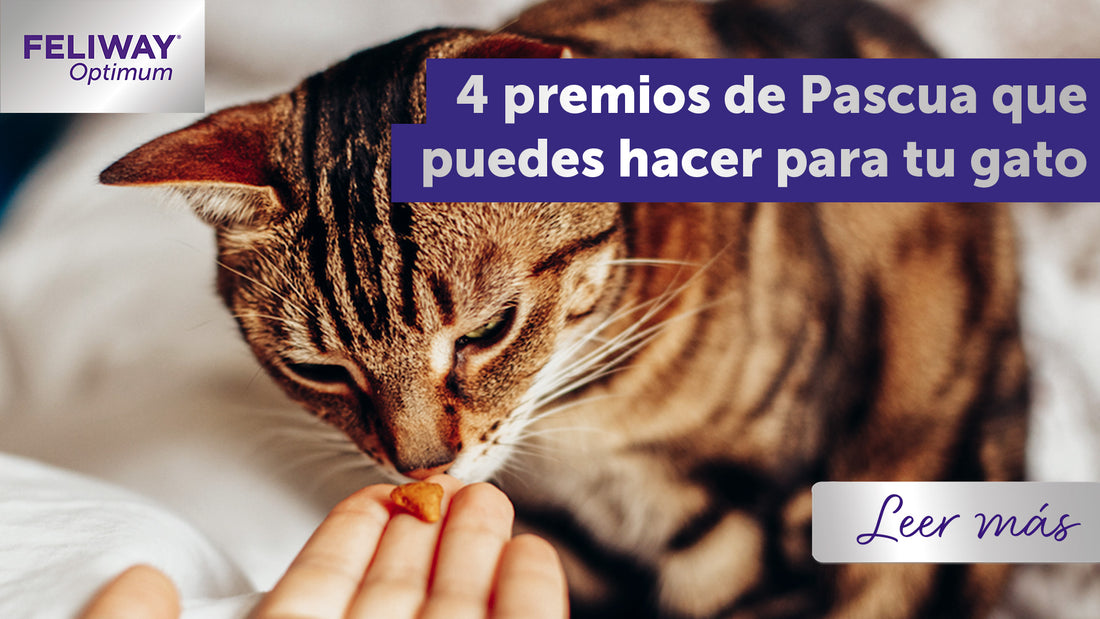 4 golosinas de Pascua que puedes hacerle a tu gato