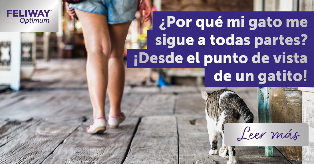 ¿Por qué mi gato me sigue a todas partes? ¡Desde el punto de vista de un gatito!