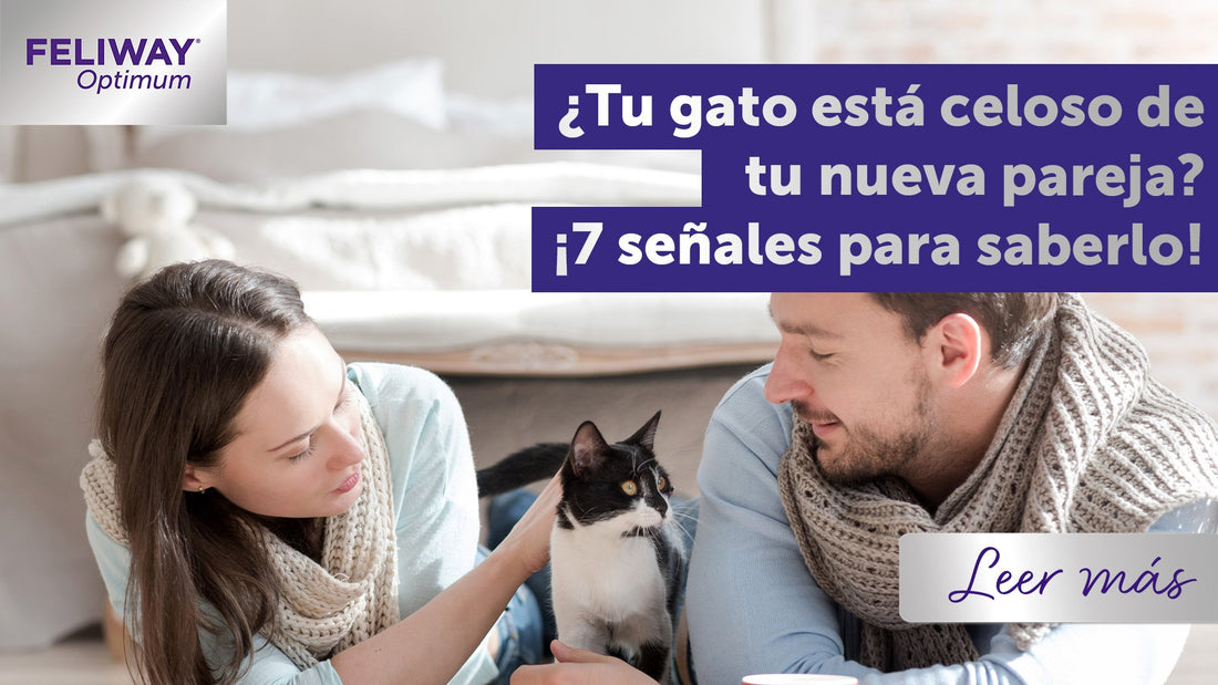 ¿Tu gato está celoso de tu pareja? ¡7 señales a tener en cuenta!