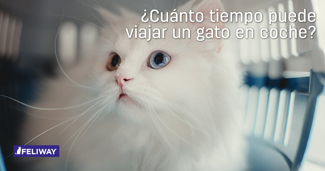 ¿Cuánto tiempo puede viajar un gato en coche?