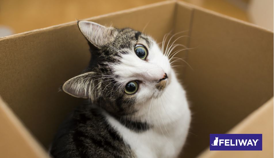 Por qué a tu gato le encantan las cajas de cartón