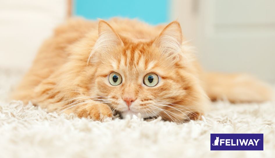 6 maneras de ayudar a un gato con ansiedad