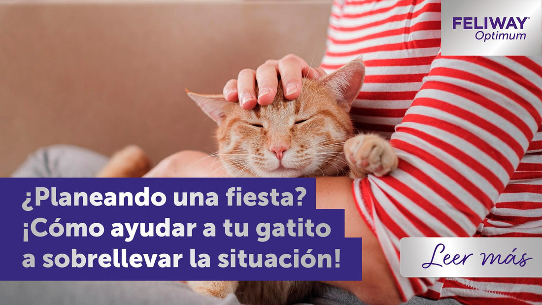 ¿Estás planeando una fiesta? ¡Cómo ayudar a tu gatito a sobrellevarlo!