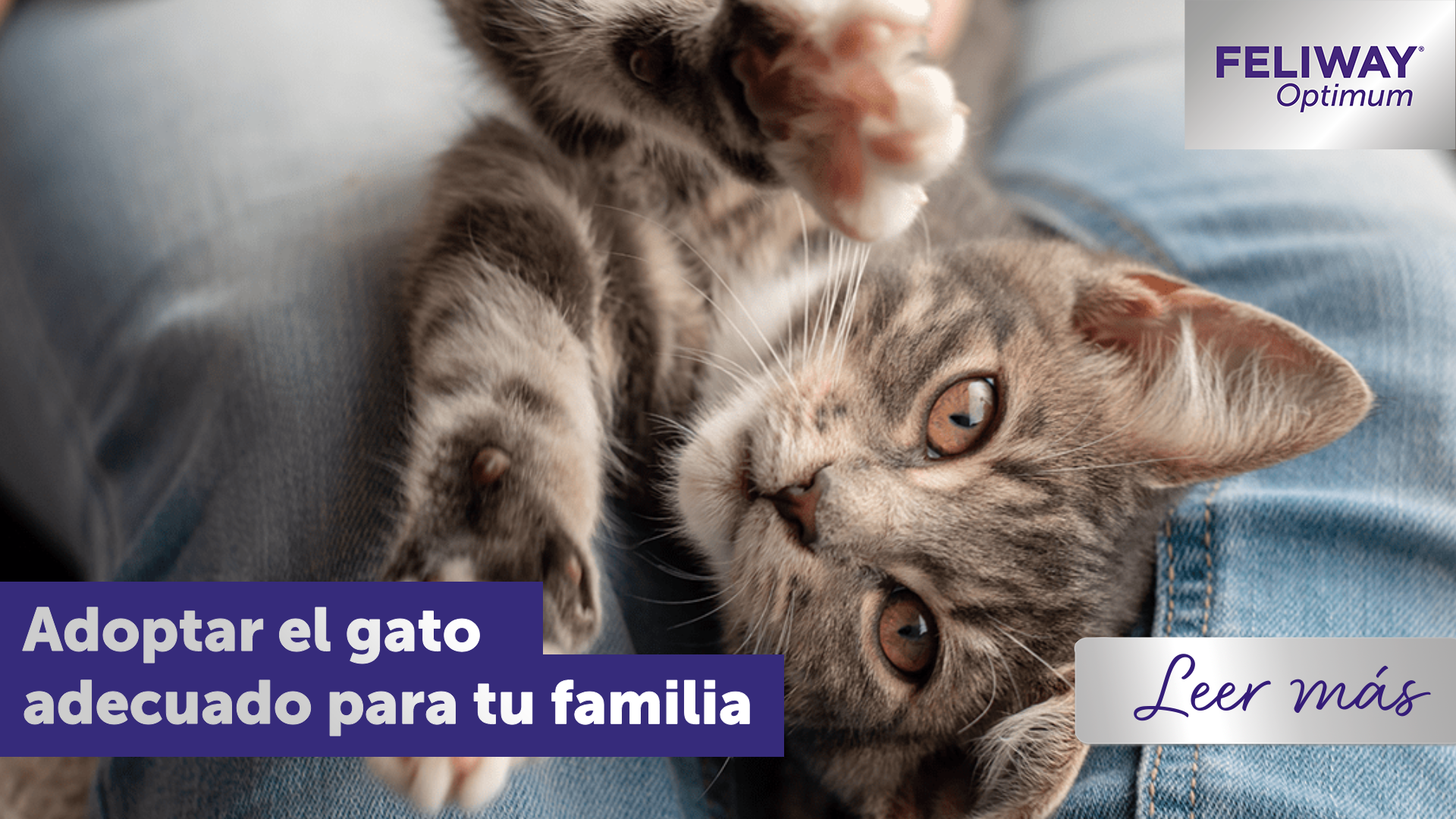 Adoptar al gato adecuado para tu familia