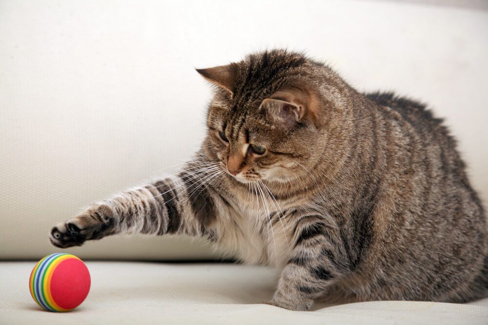 Consejos para mantener a tu gato activo y saludable