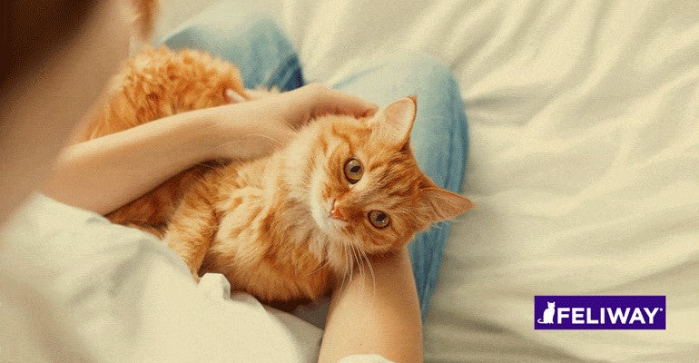 5 Maneras de tranquilizar a un gato