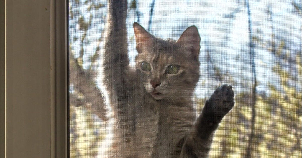 Cómo Evitar los Conflictos Entre Gatos por el Espacio del Hogar 2 A 20tu 20gato 20le 20estresan 20otros 20gatos 20del 20vecindario 200