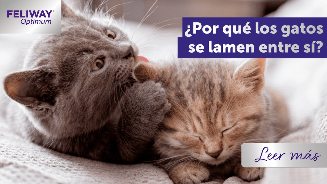 ¿Por qué los gatos se lamen entre sí? El punto de vista de un gato