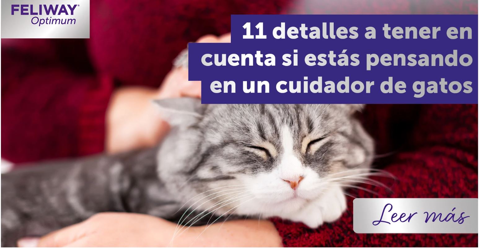 ¿Estás pensando en contratar a un cuidador de gatos? Hay 11 cosas que debes saber