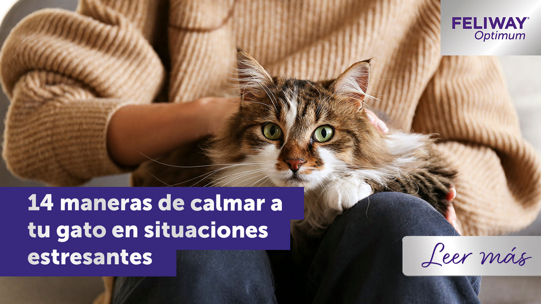 14 formas de calmar a tu gato en situaciones estresantes