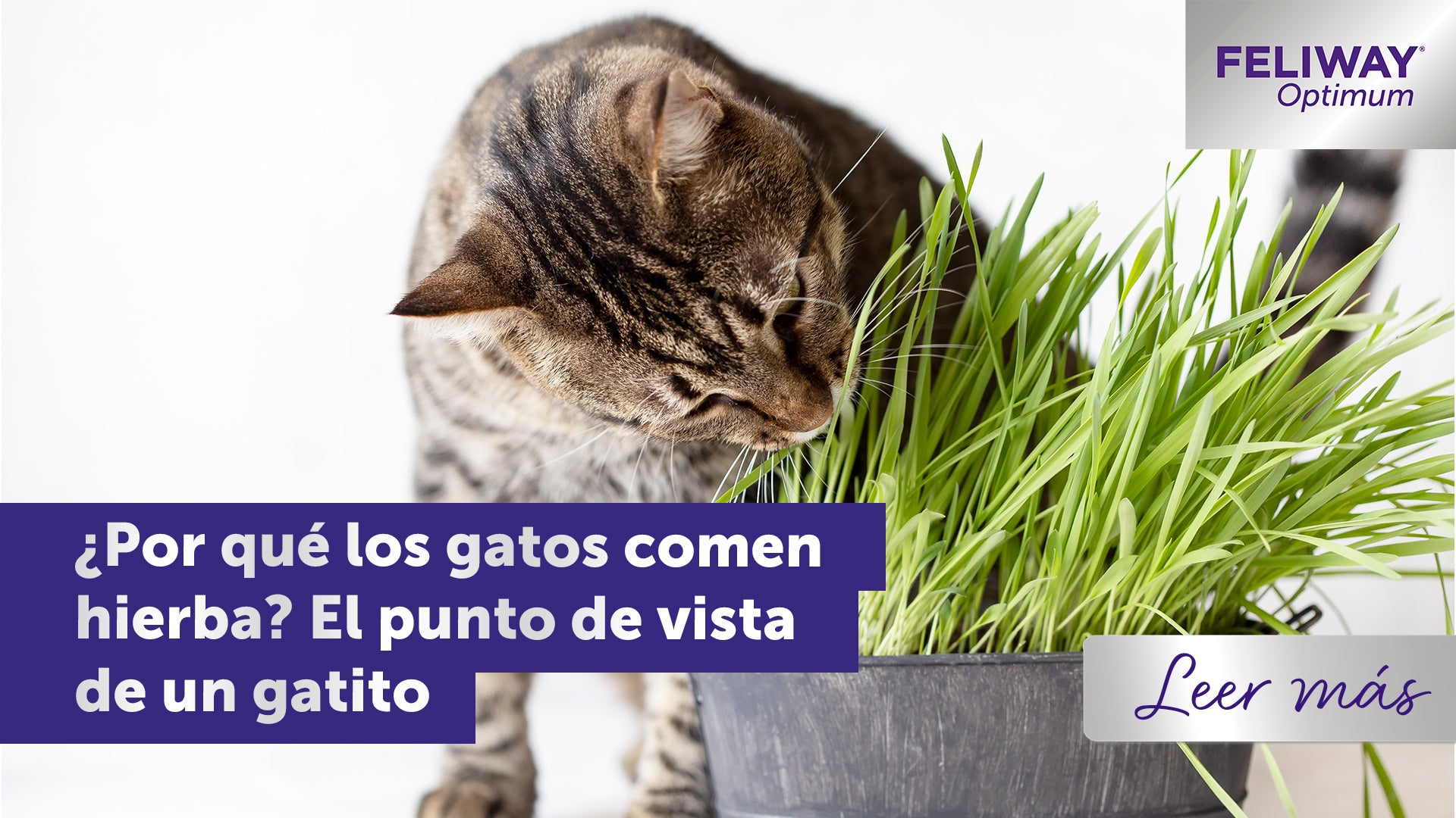 ¿Por qué los gatos comen hierba? El punto de vista de un gatito