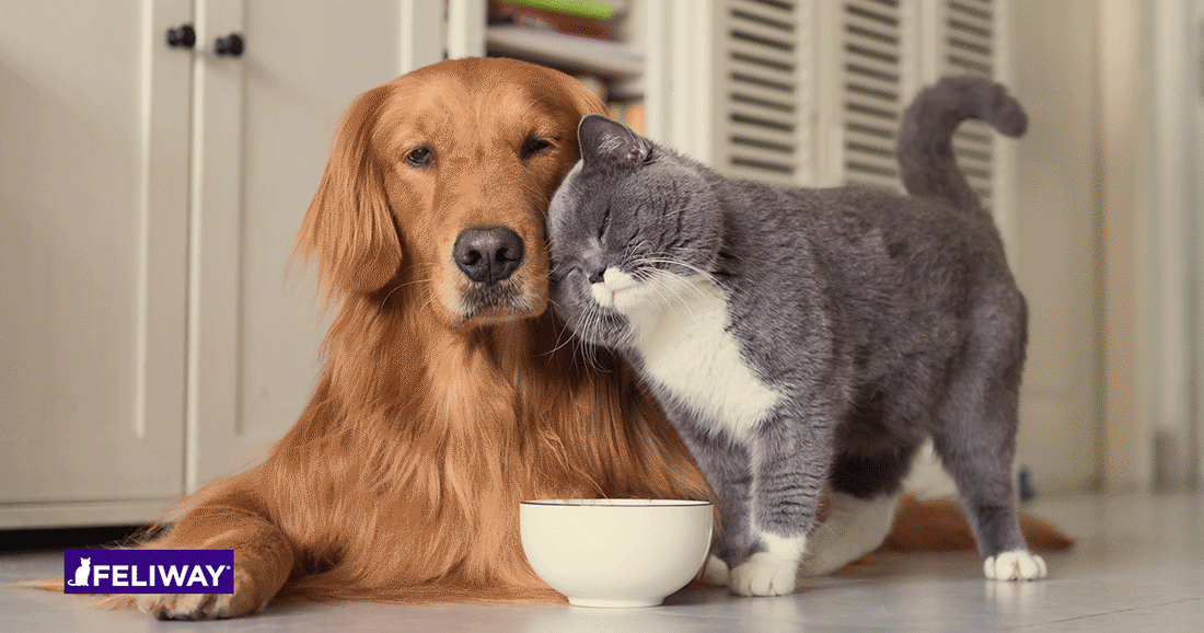 Cómo convertir a tu gato y a tu perro en los mejores amigos
