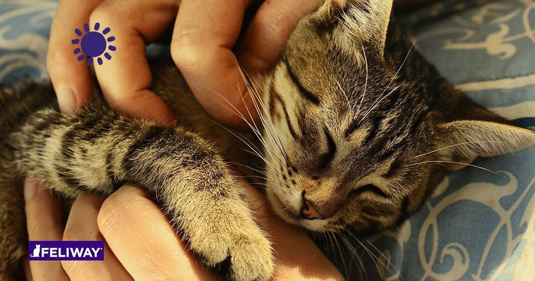 5 consejos para dar la bienvenida a un nuevo gato a la familia