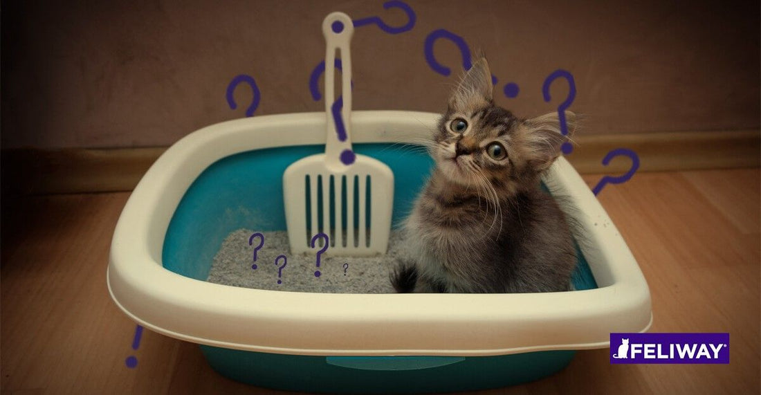 Cómo enseñar a tu gatito a usar el arenero - 8 consejos