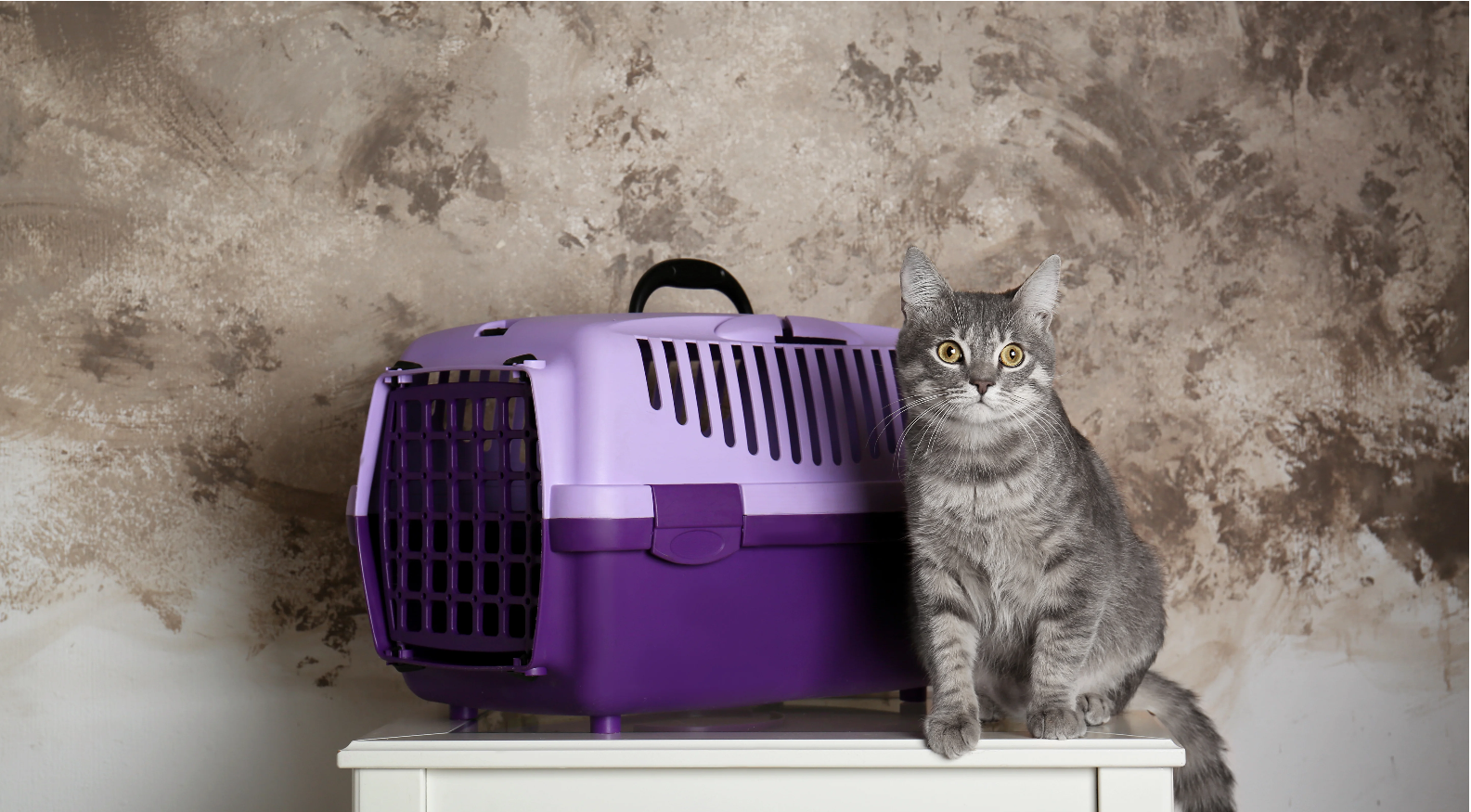 5 consejos para reducir los problemas de vuestros gatos durante los viajes