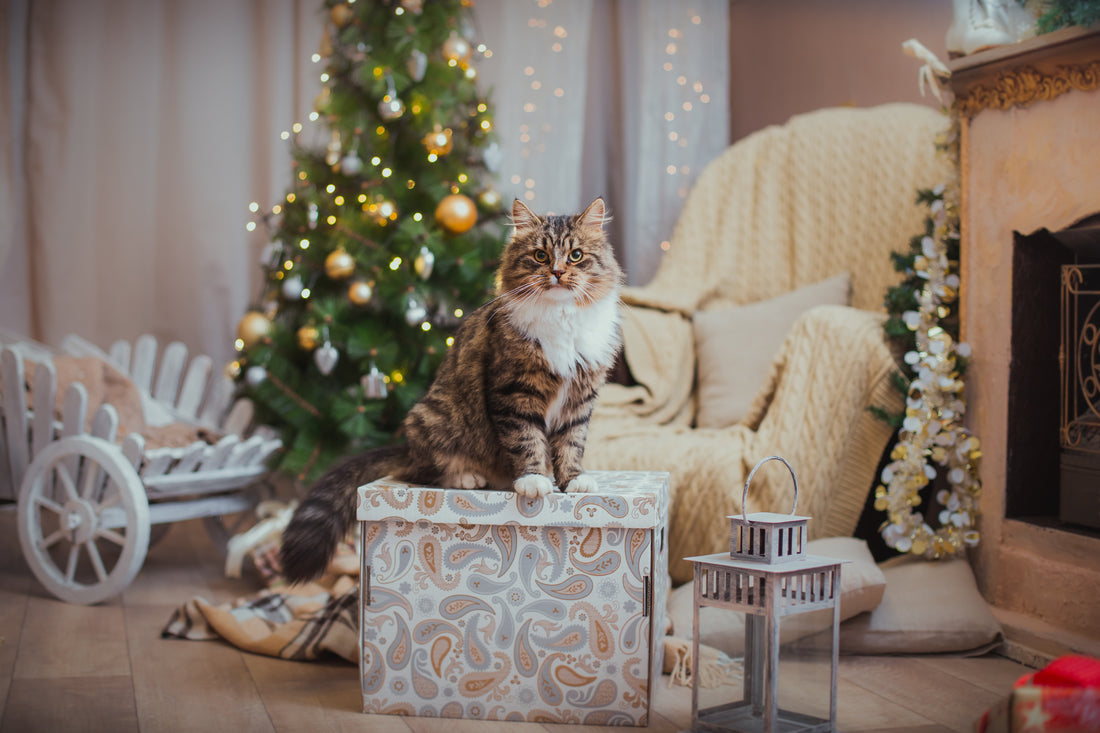 Consejos para ayudar a tu gato a sobrevivir a la Navidad