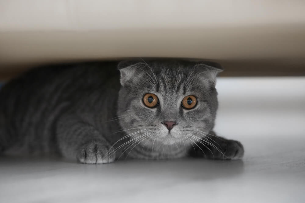 Consejos para evitar que tu nuevo gatito se esconda