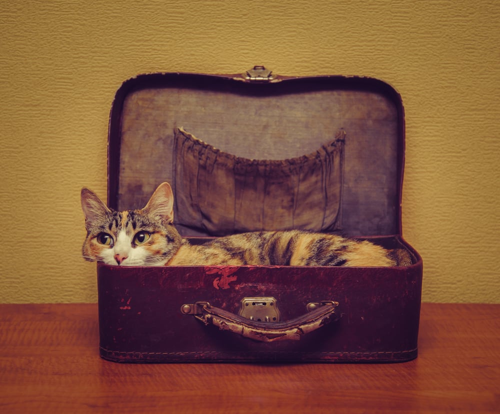 Preguntas y respuestas de expertos: Las residencias para gatos
