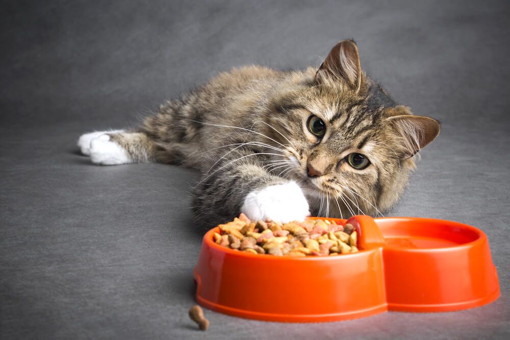 Qué hacer si tu gato no come y se esconde