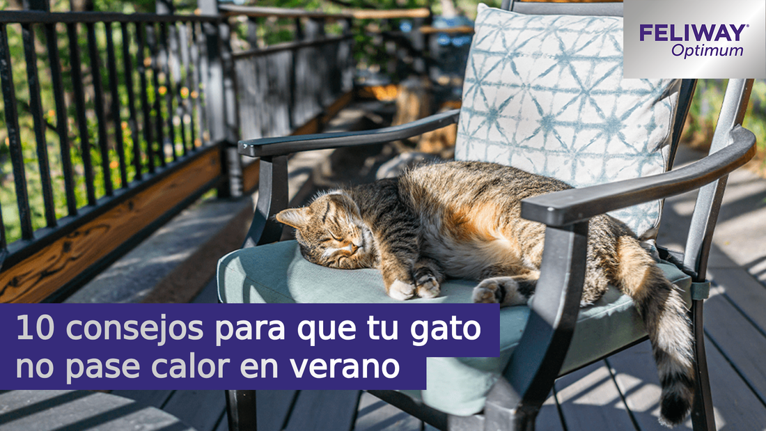 10 consejos para que tu gato no pase calor en verano