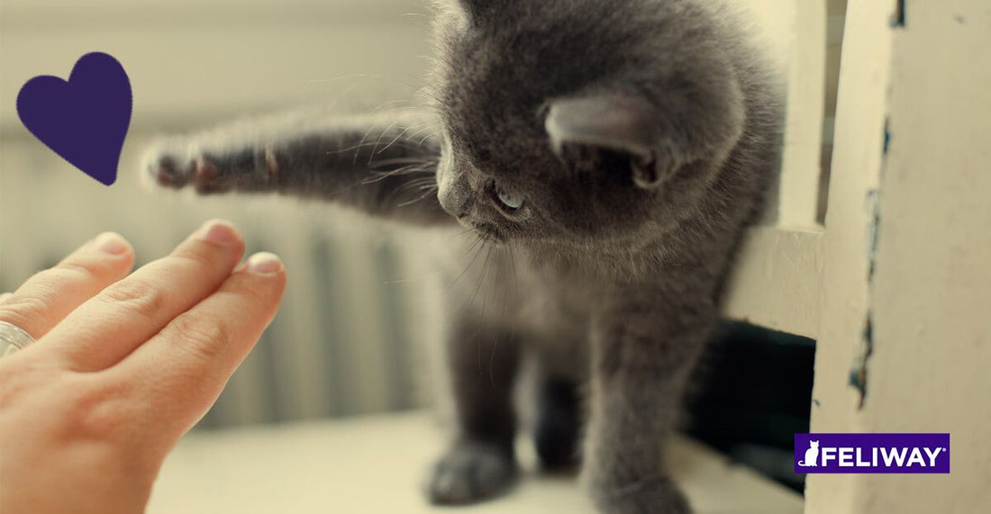 Cómo educar a un gatito y qué es lo que tu gato necesita aprender