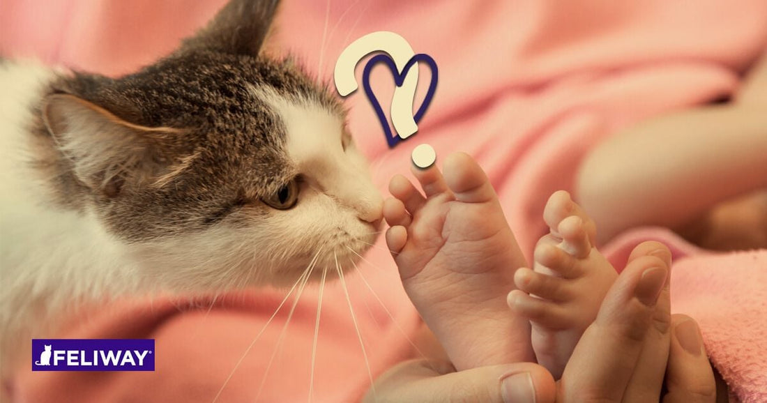9 Consejos Para Presentar a Gatos y Bebés