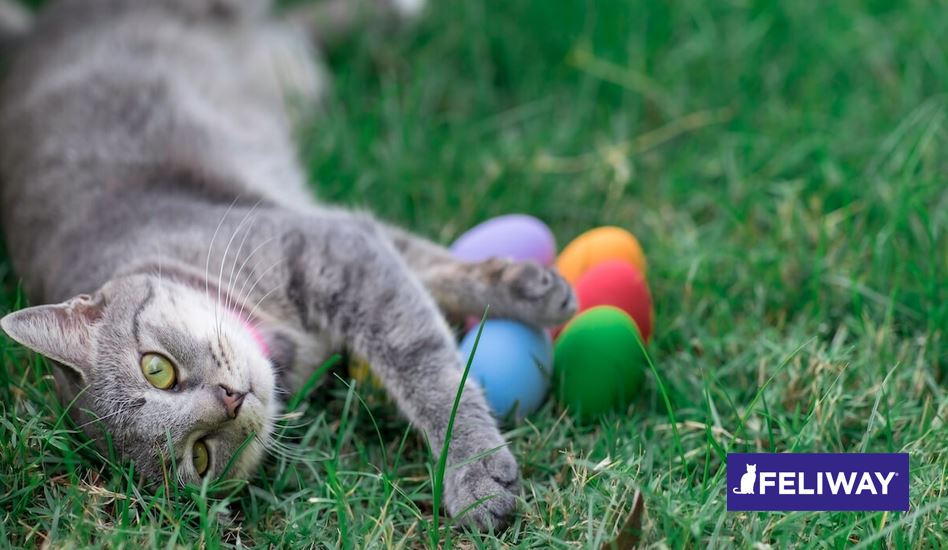 ¿Cómo planear una Semana Santa feliz con tu gato?