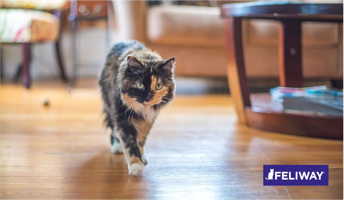 El punto de vista de un gato: Gatos independientes
