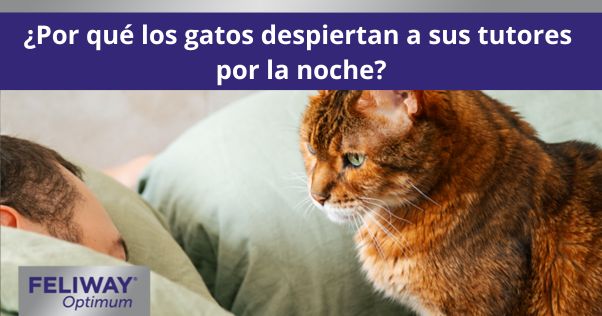 Gato mirando a un humano dormido en una cama.