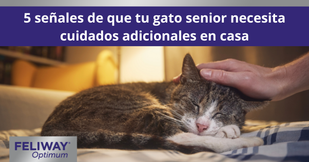 Gato mayor acurrucado en una cama mientras un humano acaricia suavemente su cabeza.