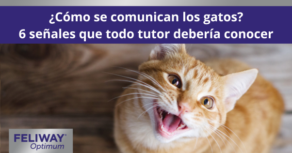Gato naranja mirando hacia la cámara y maullando.