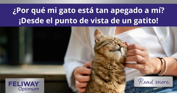 Gato marrón atigrado inclinándose hacia una mujer para recibir atención y caricias
