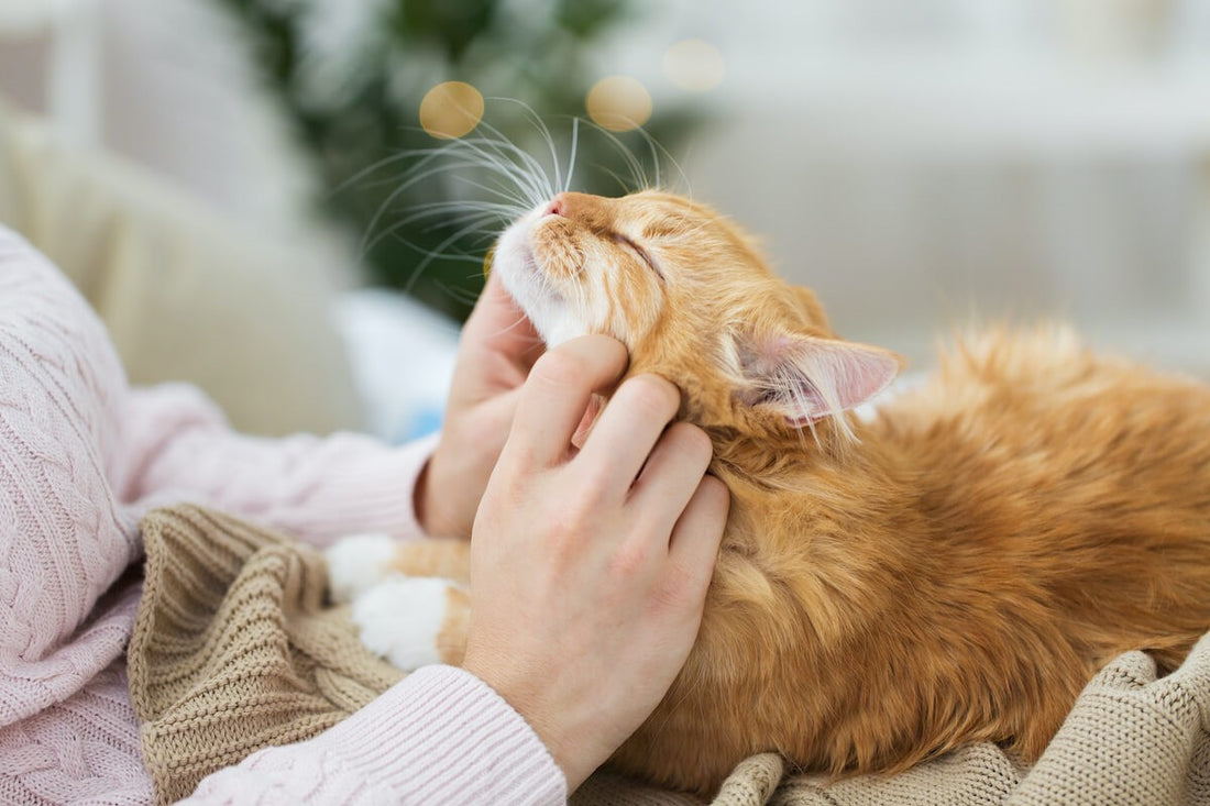 9 propósitos de Año Nuevo que hacer con tu gato