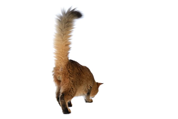 Signos de un gato feliz