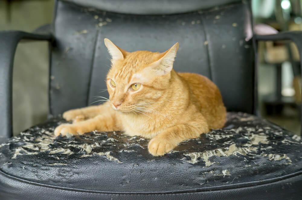Cómo evitar que los gatos arañen muebles