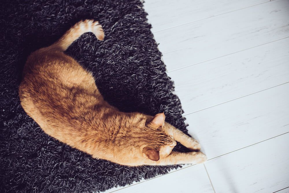 Cómo evitar que tu gato arañe la alfombra