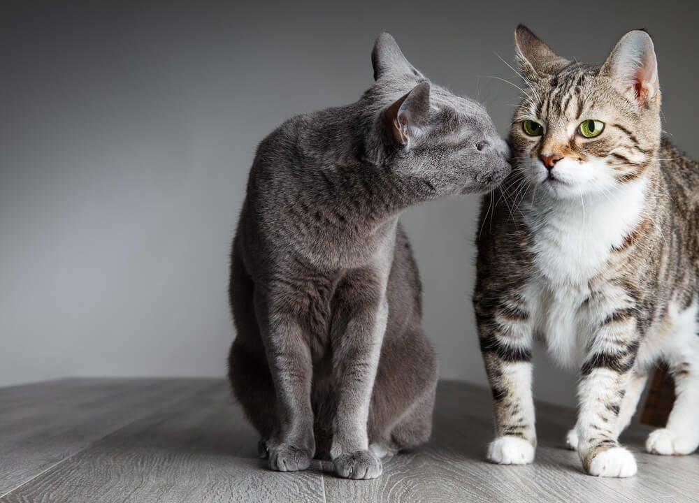 Cómo presentar a tus gatos: consigue que se lleven bien