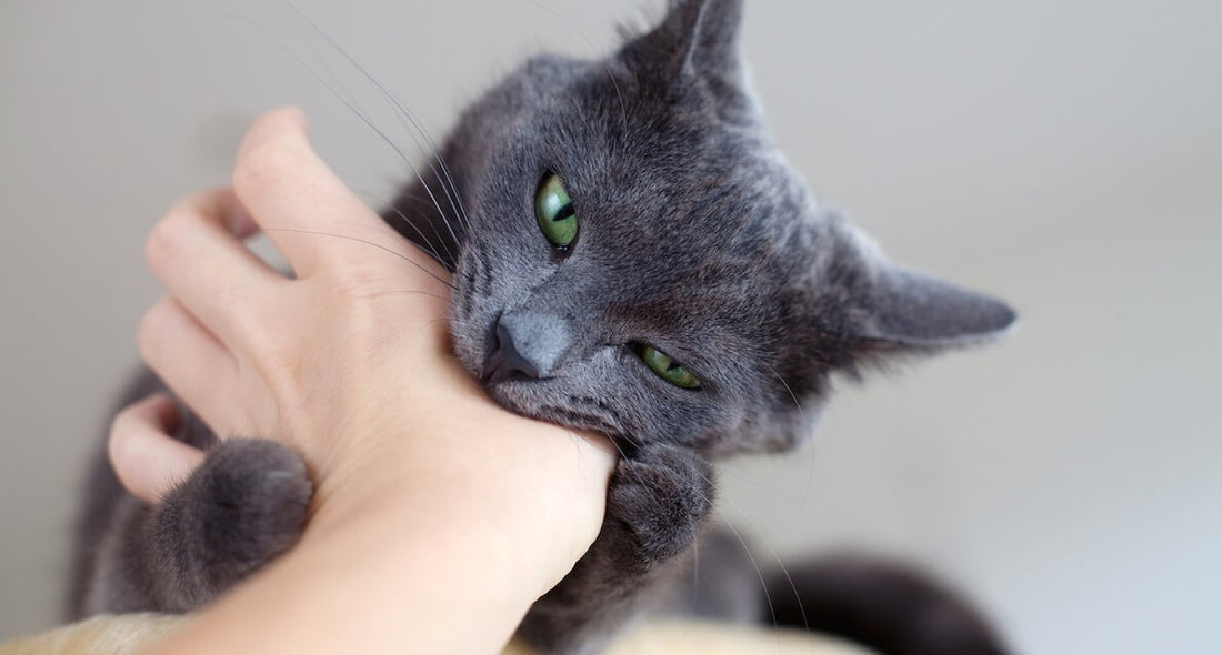 ¿Por qué mi gato me muerde cuando lo acaricio?