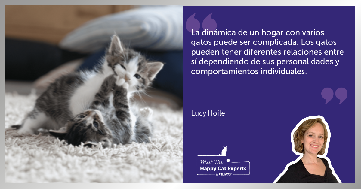 ¿Mis gatos juegan o se pelean? ¿Cómo saberlo? | Happy Cat Expert